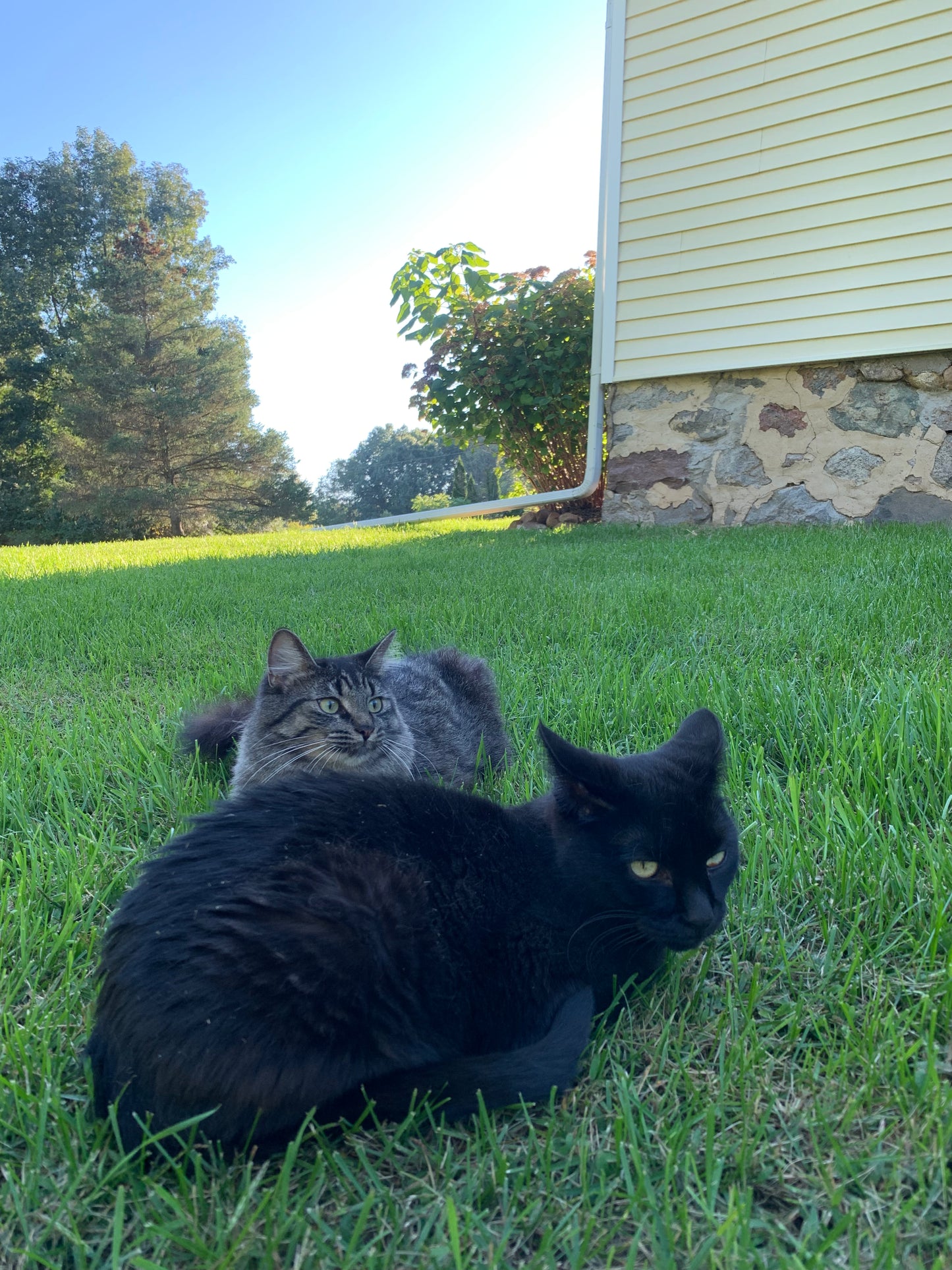 Barn Cat Mug - MADE TO ORDER