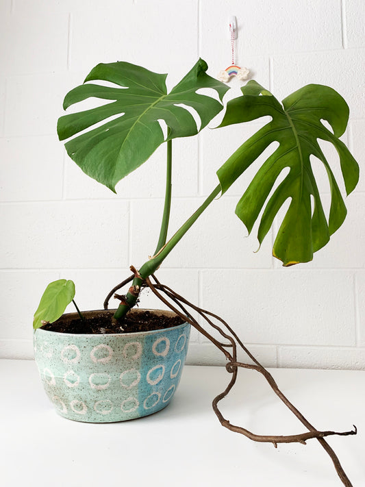 Plants, plants, and more plants!